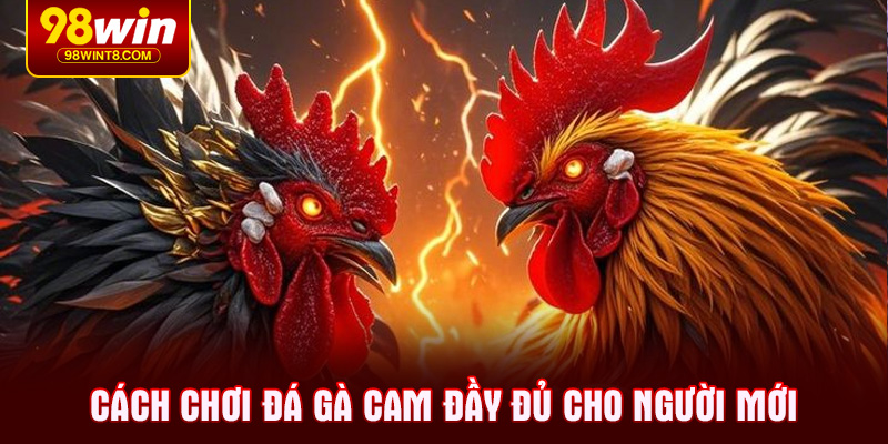 Cách chơi đá gà cam đầy đủ cho người mới